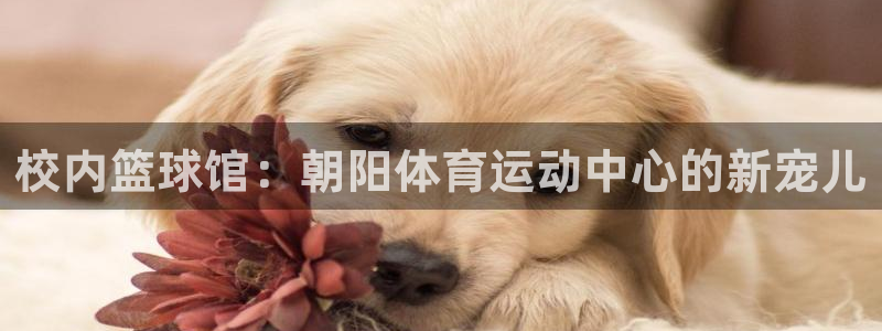 oety欧亿：校内篮球馆：朝阳体育运动中心的新宠儿